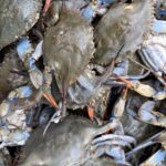 Live crabs